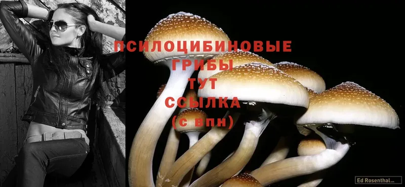 Галлюциногенные грибы Psilocybe  даркнет сайт  Нерехта 